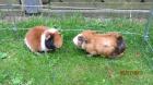 2 Meerschweinchen Jungs