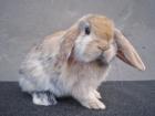 NHD Mini Lop Widder