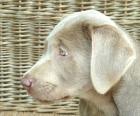 Rarität Reinrassige silberne Labradorwelpen mit Papieren abzugeben