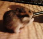 Hamsterbabys 3
