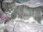 RAGDOLL MIXKITTEN