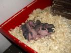 Ratten / Futterratten abzugeben