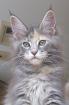 Maine Coon Jungkatze 04. 7. 10 sehr typvoll Luxpinsel langer Schwanz.