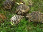 Griechische Landschildkröte NZ 2022 m