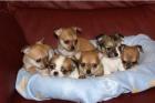 Mini Chihuahua Welpen Chihuahua-Mix Welpen 200Eur