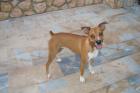Junger sportlicher Hund sucht dringend ein Zuhause
