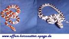 Kornnatter Korni Pantherophis-Guttatus Miami Milk-Snake Charcoal Black-Albino A