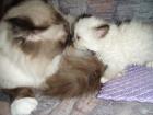 Ragdoll Mixkatzenmädchen mit blauen Augen