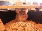 Sehr zahmes Chinchilla abzugeben