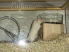 DRINGEND 8 Wochen junge Gerbils/Wüstenrennmäuse anzugeben
