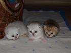 2BKH-Kitten abzugeben