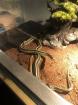 Thamnophis sirtalis parietalis 1. 0 2018