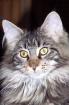 Maine Coon Joungster