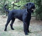 Dr. abzugeben R. Schnauzer