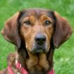 UNA - aufgeweckte Dachsbracken-Mix Hündin - 3 Jahre 10 Monate - Tierhilfe-Franke