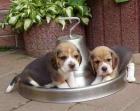 Suche dringend Beagle Welpen