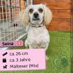 Seina w 3 Jahre 26 cm Slowakei