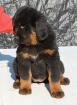 Tibetan Mastiff Do-khyi