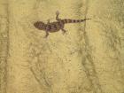 0 0 2 Chondrodactylus/ Pachydactylus turneri