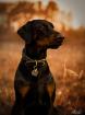 Hundeshooting Hundefotografie Hund Mensch