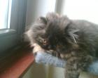 Suche Deckkater