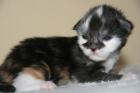 MaineCoon Kitten