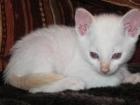 Siamkitten - Siamkätzchen super süß - Siam kitten