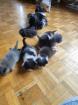 Perser kitten mit Nase