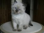Reinrassige Ragdoll Kitten