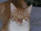 3 Kater ca. 2 J. lieb verträglich suchen einzeln oder zusammen ein zu Hause