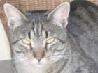 2 verträgliche Kater suchen einzeln oder zusammen ein zu Hause
