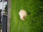 Meerschweinchenfamilie in liebevolle Hände
