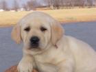 Knuffige Labrador Welpen 10 Wochen