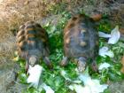 1 Paar Köhlerschildkröten - Geochelone carbonaria NZ 1999