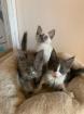Türkisch Angora Kitten mit Papieren Reinrassig