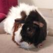 TRIXIE - Rosetten-Meerschweinchen - 5 Jahre - Tierhilfe-Franken e. V.