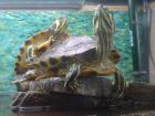 Wasserschildkröten wegen Umzug abzugeben