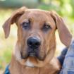CADILLAC - Ridgeback-Doggen-Mix - 6 Monate - Tierhilfe-Franken e. V.