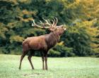 Hirschjagd in Ungarn