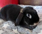KIRA - Zwergkaninchen - 3 Jahre - Tierhilfe-Franken e. V.