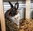 MUFFIN - Kaninchen - 7 Monate - Tierhilfe-Franken e. V.