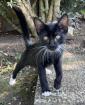 Kitten Kätzchen Junge Waldkatze