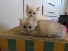 Zauberhafte BKH-Kitten