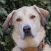 Zimtschnecke - weiblich 4 Jahre 78 cm 47 kg Kangal-Mix Gechipt Kastriert