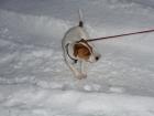 Liebe Jack Russel Dame sucht ein neues Zuhause