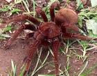 Pseudotheraphosa apophysis Goliathvogelspinne