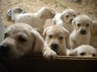 Labrador Welpen