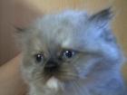 Perser sealpoint kitten