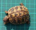 Griechische Landschildkröten 2022 2022