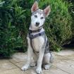 BON - Husky - 4 Monate - Tierhilfe-Franken e. V.